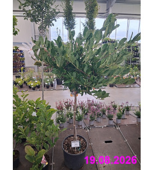 Magnolia stellata C 18 L